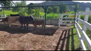 VACAS LECHERAS  RANCHO SOFIA  HONDURAS [upl. by Yanetruoc771]