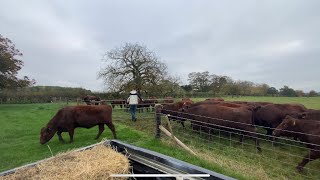 Autumn Grazing  Day 9  fresh grass for hungry cows [upl. by Frohne442]