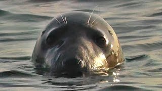 Kayaking with Seals on a Beautiful Summer Evening at Godrevy Cornwall [upl. by Yaras]