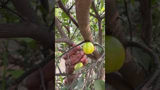 Nimbu khatta hai 🍎 vijay3guy [upl. by Orabelle]