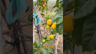 ABIU Fruiting  Aadhya Exotics  9290909559 [upl. by Graybill]