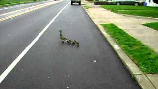 Ducks crossing busy street Phila [upl. by Adnima713]