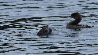 Piedbilled Grebe Ditches Mate While They’re Not Looking [upl. by Agathy337]