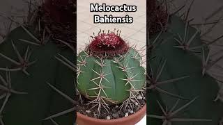 melocactus мелокактус [upl. by Eylrac621]