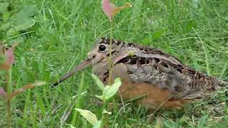 American Woodcock Dance [upl. by Nyssa]