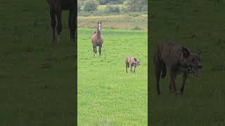 Dulas the beautiful Arabian yearling arab horse yearling lurcher [upl. by Trebor]