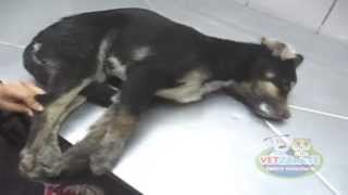 DISTEMPER CANINO wwwvetzaratecom [upl. by Nakeber]