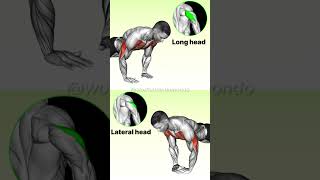 Tricep Workouts Explained Know the Difference for Maximum Growth [upl. by Norrahs]