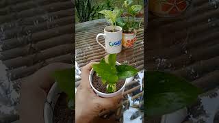 Use your broken and discarded cupsmugs as planters zerobudget waste plants homedecor easy diy [upl. by Rezeile]