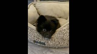 Does Coco look like fox pig or bear pomeranian puppy dog adorablepup cutepuppy [upl. by Tenenbaum]