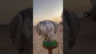 Bird falcon eating bird explore animals cute [upl. by Merlina]