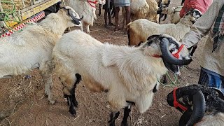 BAIREDDIPALLE BIGGEST SHEEPSampGOAT MARKET PART1 [upl. by Lillie]