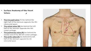 Anatomy of the pericardium and the heart Part 2 [upl. by Atina]