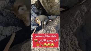 animals عالمالحيواناتالأليفة lanature animaux anassneuf4 العالمالعربي shorts اكسبلور 😂😂 [upl. by Dat]