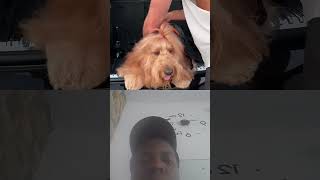 Brodie having the best time of his life out the windows😅🥰 funny comedy dogshorts viralshorts [upl. by Morse]