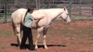 Paladin cremello palomino QH horse gallops and plays [upl. by Rebna]