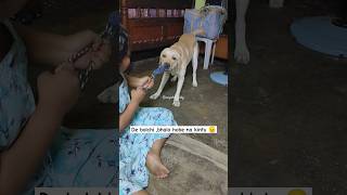 Ekta belt nia Ram Raboner juddho 😆😭🥲 funny shorts pets doglover labrador [upl. by Avehsile]