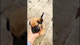 Very Aggressive dog Puppy biting his Owner shorts ytshorts puppies [upl. by Aerdnod]