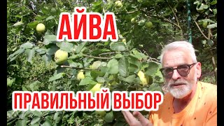 АЙВА правильный выбор для малоуходного сада  Игорь Билевич [upl. by Panther884]