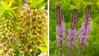 How to Plant Eucomis Pineapple Lily Summer Garden Guide [upl. by Aneeram]