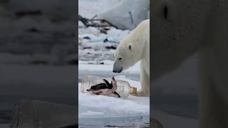 Polar bears brave rescue of injured penguin trapped in plastic bottle touches hearts [upl. by Nosduj]