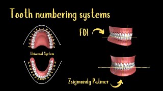 Tooth numbering system [upl. by Viviane]