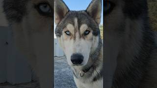 song bollywood love music hindisong siberianhusky birthday husky fashiontrends comedy [upl. by Halla]