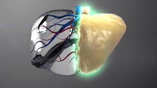 J850 Digital Anatomy Stampante 3D Stratasys [upl. by Voccola213]