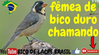 fêmea de bico duro chamando o melhor canto do bico duro como esquentar bico duroSaltator aurantii [upl. by Fleur907]