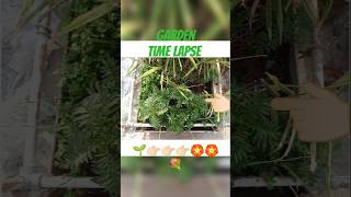 Garden Time lapse winter flowering plant easy to grow effortless gardening gardentimelapseflowers [upl. by Couhp]