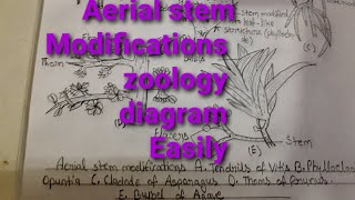 ATendrils BPhylloclad opundtia CCladode of asparagus DThoms of prunus EBulbil of agave [upl. by Andromeda930]