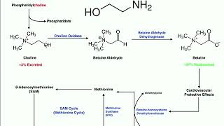 Lipid Biosynthesis  Phospholipid Synthesis 1 Inositols amp Glycerols [upl. by Blessington179]