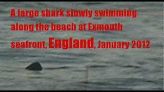 Large shark filmed at Exmouth seafront in Devon England [upl. by Euphemia]