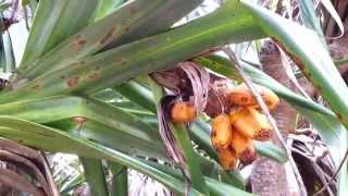 Pandanus  screw pine  screw palm  pandan  斑蘭  HD 01 [upl. by Jamnes]