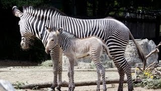 Zebra Braying  At The Denver Zoo [upl. by Ahsinom677]