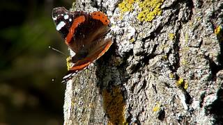 Mariposas diurnas de La Rioja Nymphalidae [upl. by Hanforrd]