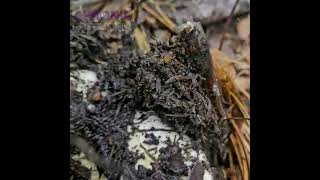 hike Ellison Provincial Park  Okanagan Landing BC Canada  hikingadventures views mushroom [upl. by Nostets530]