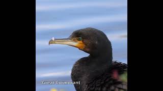 Great Cormorant australianbirds australiannativebirds [upl. by Nora]