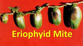 How to manage Eriophyid Mite Aceria guerreronis in Coconut [upl. by Ahsirtap]