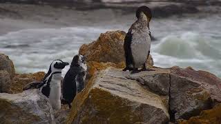 Stony Point Penguins South Africa exploreorg 20241028 [upl. by Dreddy148]