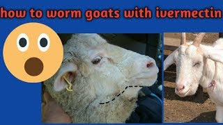 How to worm goats with ivermectin by madina goat farming [upl. by Stirling634]