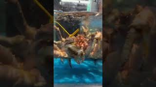 Giant crabs china supershop wuhan shorts seafood travel [upl. by Dearden]