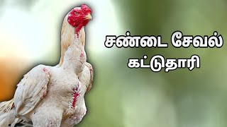 kattu tharai update sanda seval videokattu sevalvideo kattuseval sandakozhi sale [upl. by Henryson]