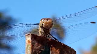 Dragonfly Close Up Video HD [upl. by Inglebert]