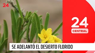 Se adelantó el Desierto Florido primeros brotes  24 Horas TVN Chile [upl. by Daub273]