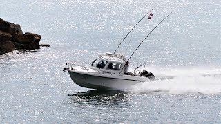 Marlin Madness  2023 Bermagui Bass Strait boats  Offshore24  LIVIN 🤙🏻 [upl. by Aneerahs]