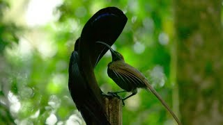 Beautiful Courtship Display of the Black Sicklebill [upl. by Acnairb]