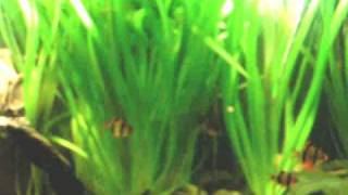 My schooling Tiger barbs  Sumatrabarben 33 [upl. by Ayote]