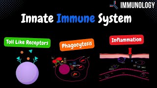 Innate Immune System Toll Like Receptors Phagocytosis amp inflammation   Immunology [upl. by Rennob]