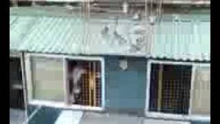 Pigeon racing philippines  Optti loft [upl. by Malcah]